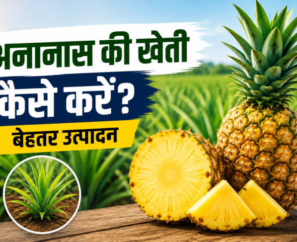 Ananas Ki Kheti Kaise Kare
