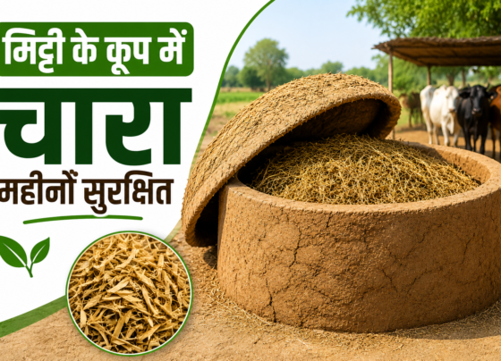 Mitti Ke Koop Mein Chara Kaise Rakhein