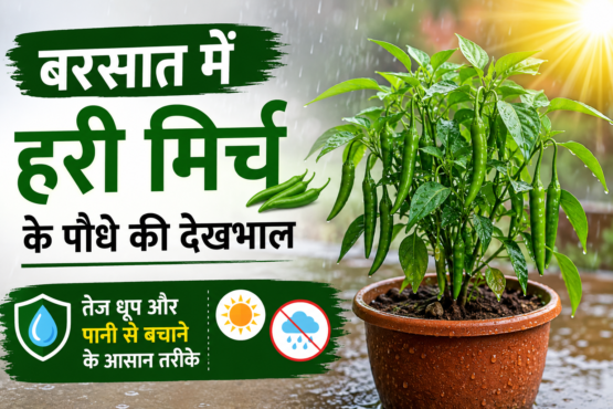 Barsaat Mein Hari Mirch Ke Paudhe Ki Dekhbhal