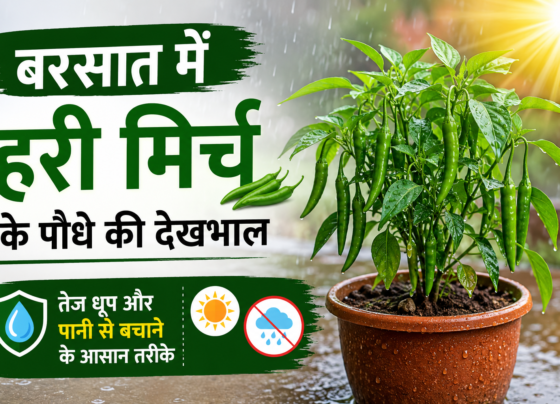 Barsaat Mein Hari Mirch Ke Paudhe Ki Dekhbhal