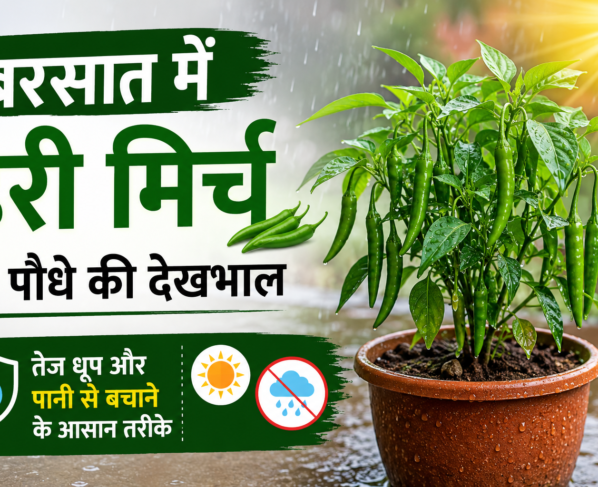 Barsaat Mein Hari Mirch Ke Paudhe Ki Dekhbhal