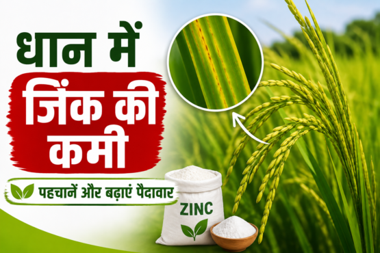 Dhan Me Zinc Ki Kami