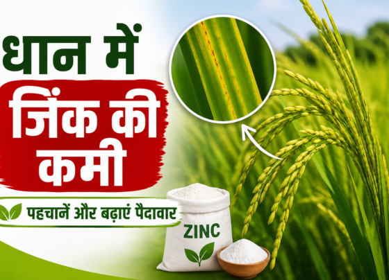 Dhan Me Zinc Ki Kami