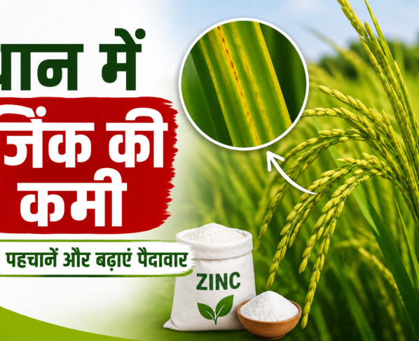 Dhan Me Zinc Ki Kami