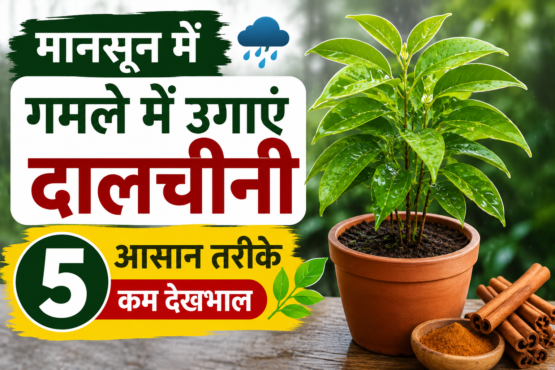 Gamle Me Dalchini Ka Paudha Kaise Lagaye
