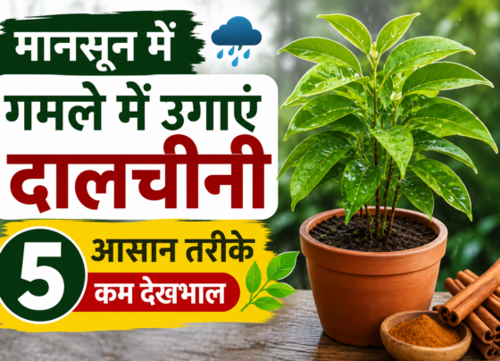 Gamle Me Dalchini Ka Paudha Kaise Lagaye