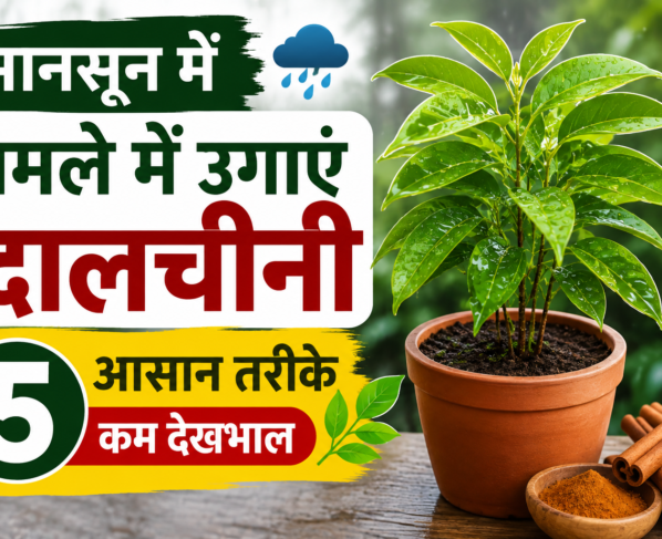Gamle Me Dalchini Ka Paudha Kaise Lagaye