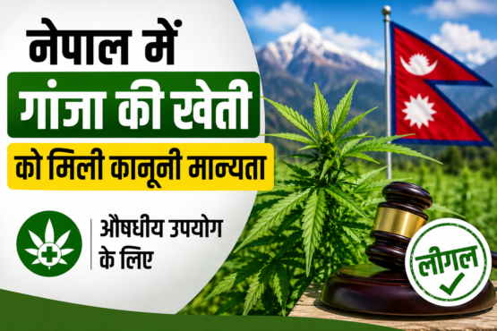 Nepal Me Ganja Ki Kheti Legal