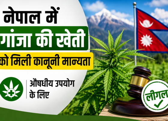 Nepal Me Ganja Ki Kheti Legal