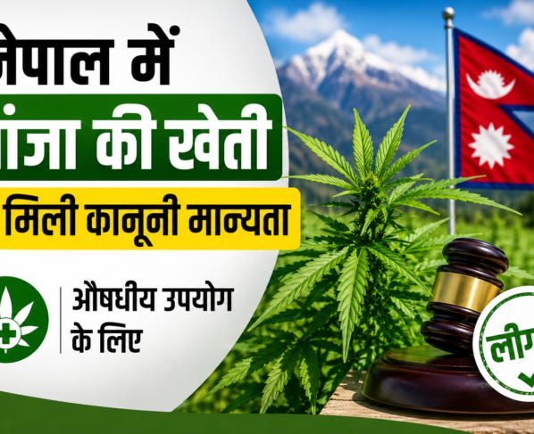 Nepal Me Ganja Ki Kheti Legal