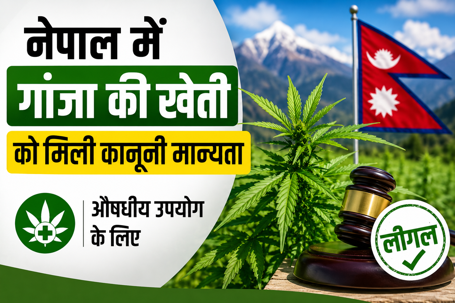 नेपाल में गांजा की खेती को मिली कानूनी मान्यता, औषधीय उपयोग के लिए बंजर जमीन पर होगी खेती Nepal Me Ganja Ki Kheti Legal