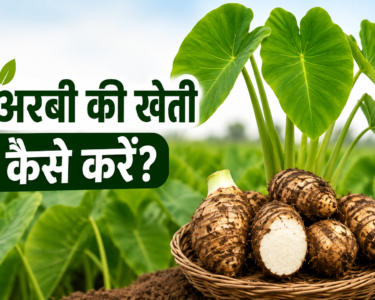 Arbi Ki Kheti Kaise Karen