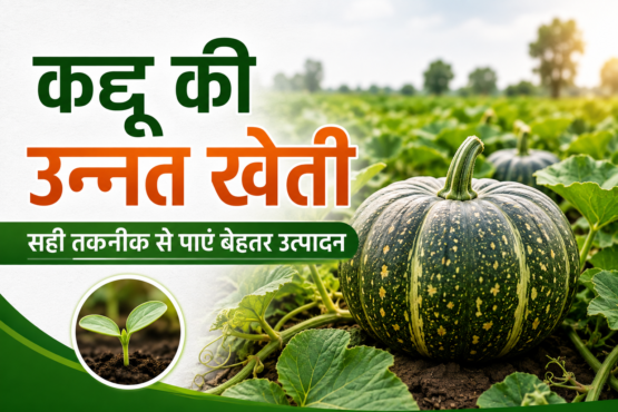 Kaddoo Ki Unnat Kheti Kaise Kare