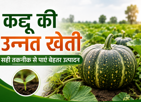 Kaddoo Ki Unnat Kheti Kaise Kare