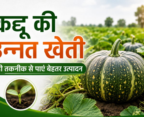 Kaddoo Ki Unnat Kheti Kaise Kare