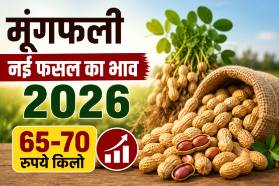 Moongfali Ki Nayi Fasal Ka Bhav 2026