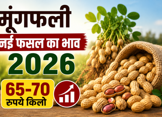 Moongfali Ki Nayi Fasal Ka Bhav 2026
