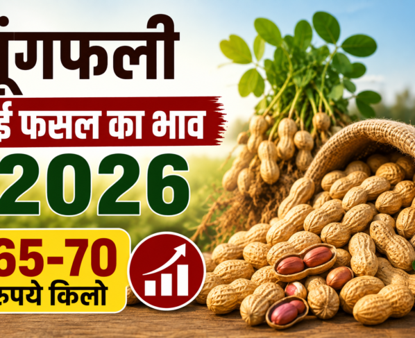 Moongfali Ki Nayi Fasal Ka Bhav 2026