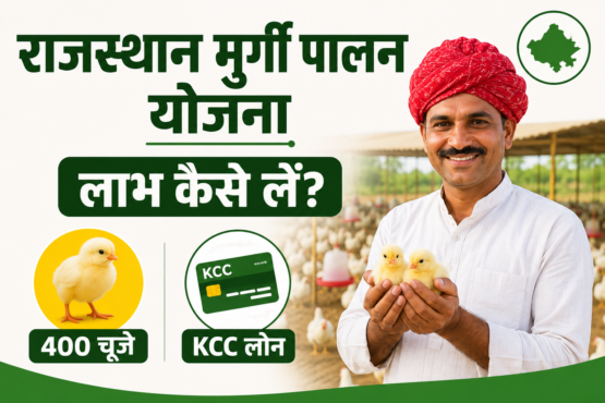 Rajasthan Murgi Palan Yojana Ka Labh Kaise Lein