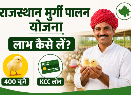 Rajasthan Murgi Palan Yojana Ka Labh Kaise Lein