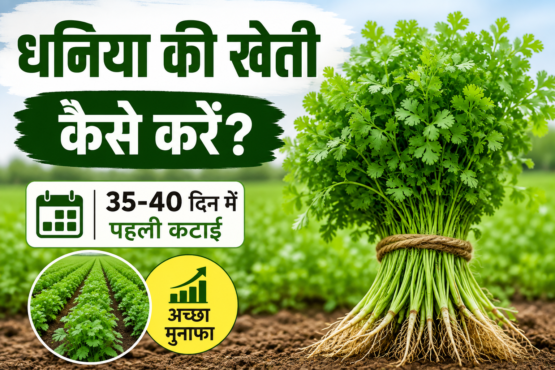 Dhaniya Ki Kheti Kaise Kare