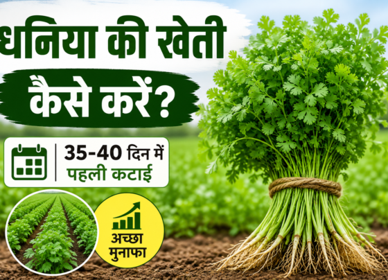 Dhaniya Ki Kheti Kaise Kare
