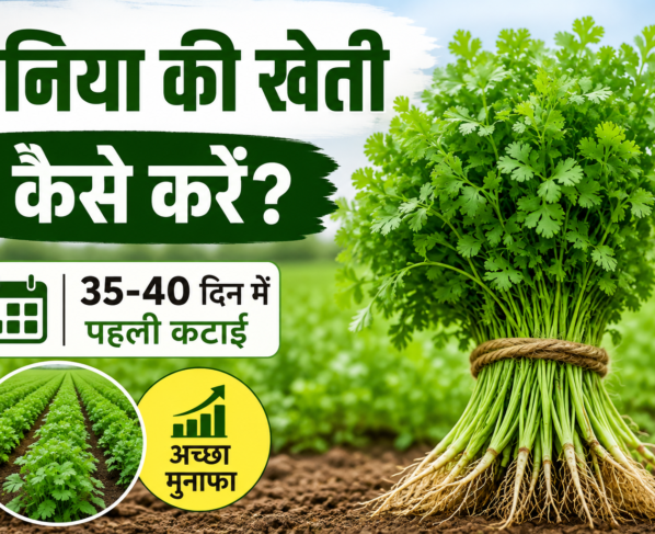 Dhaniya Ki Kheti Kaise Kare