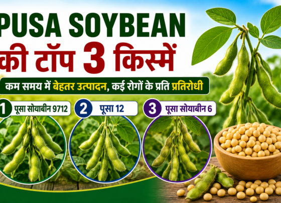 Pusa Soybean Ki Top 3 Kisme Konsi Hai?