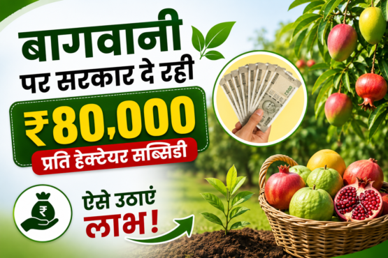 Bagwani Subsidy 80000 Rupaye Per Hectare Kaise Milegi