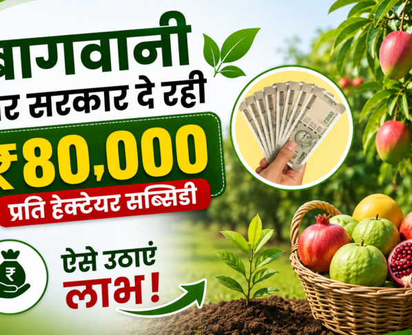 Bagwani Subsidy 80000 Rupaye Per Hectare Kaise Milegi
