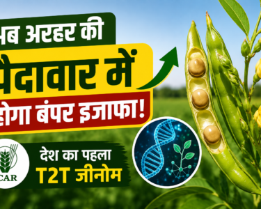 Arhar Ki T2T Genome Se Pedaavar Kaise Badhegi?