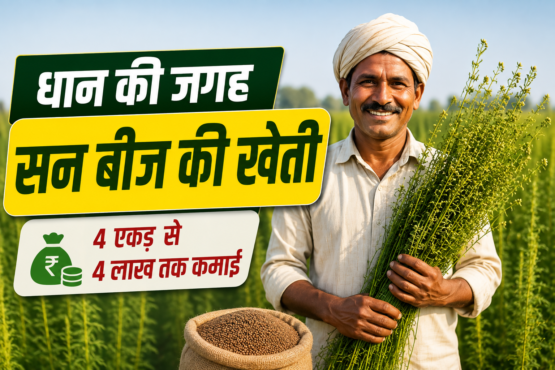 Dhan Ki Jagah San Beej Ki Kheti Kaise Kare