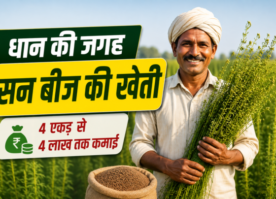 Dhan Ki Jagah San Beej Ki Kheti Kaise Kare