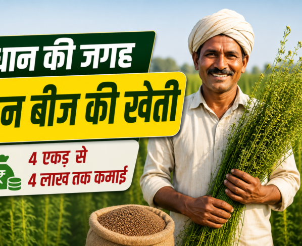 Dhan Ki Jagah San Beej Ki Kheti Kaise Kare