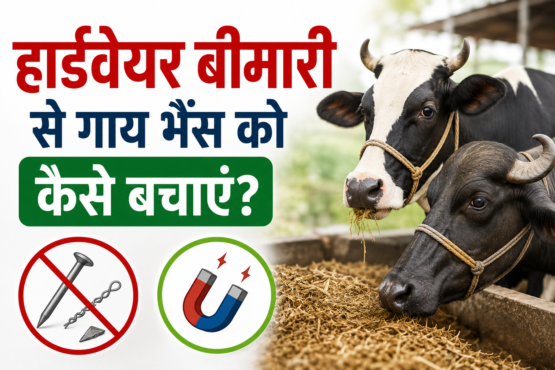 Hardware Bimari Se Gaay Bhains Ko Kaise Bachayein