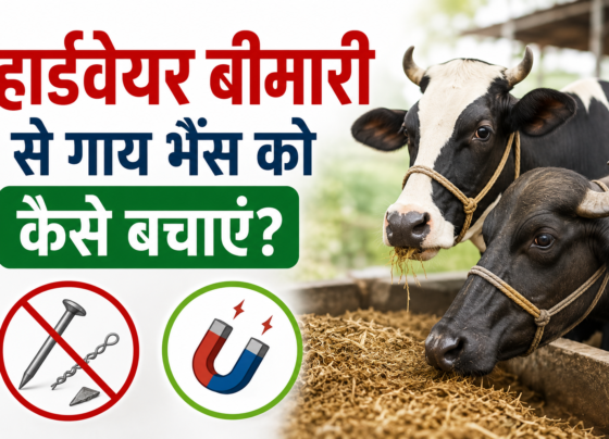 Hardware Bimari Se Gaay Bhains Ko Kaise Bachayein