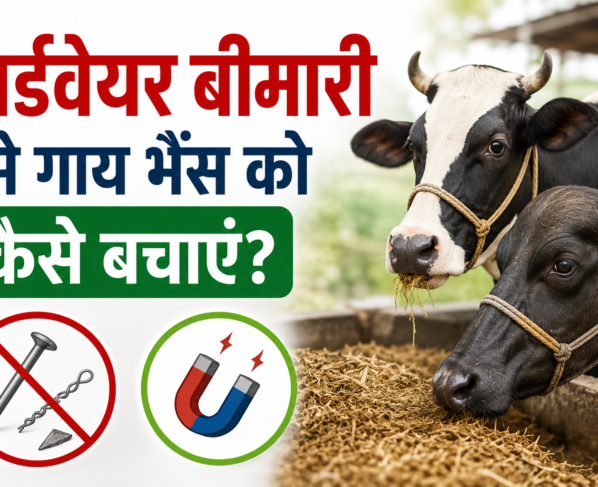 Hardware Bimari Se Gaay Bhains Ko Kaise Bachayein