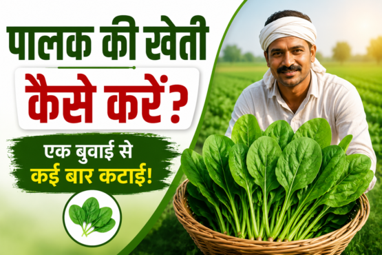 Palak ki khetti kese kre