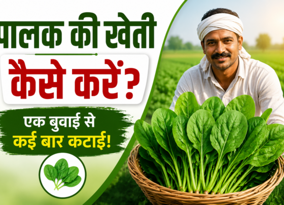 Palak ki khetti kese kre