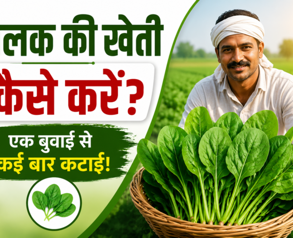 Palak ki khetti kese kre