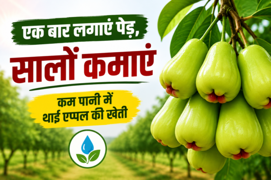 Thai Apple Ki Kheti Kaise Karein