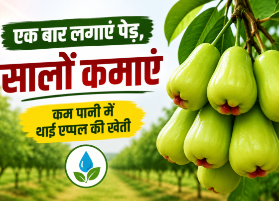 Thai Apple Ki Kheti Kaise Karein