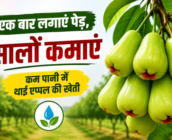 Thai Apple Ki Kheti Kaise Karein