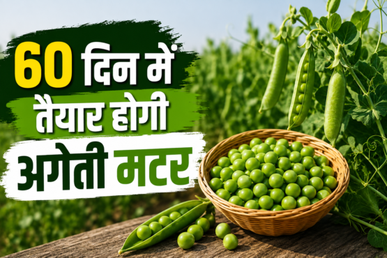 Ageti Matar Ki Kheti Kaise Kare