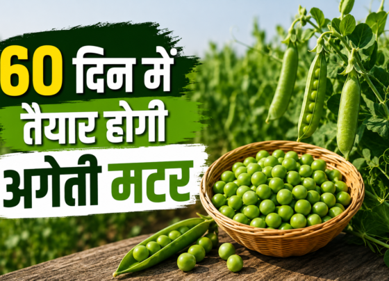 Ageti Matar Ki Kheti Kaise Kare