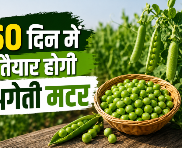 Ageti Matar Ki Kheti Kaise Kare