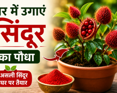 Ghar Me Sindoor Plant Kaise Lagaye?