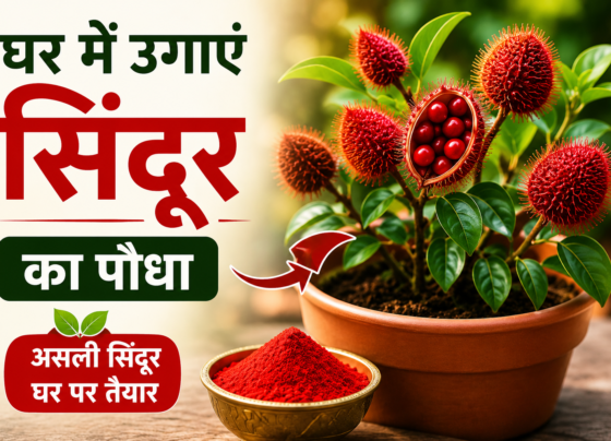 Ghar Me Sindoor Plant Kaise Lagaye?