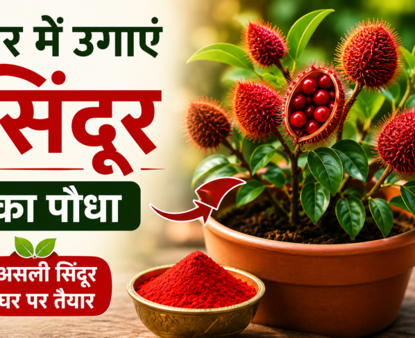 Ghar Me Sindoor Plant Kaise Lagaye?