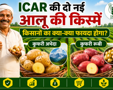ICAR Ki Do Nai Aalu Ki Kisme Se Kisanon Ko Kya Fayda Hoga?